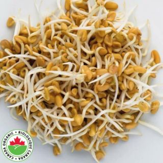 Fenugreek Sprouts Organic Thumbnail